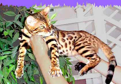 Bengal cat breed