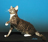 LaPerm cat breed