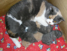 British Shorthair cat breed