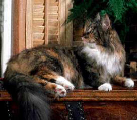 Maine Coon cat breed