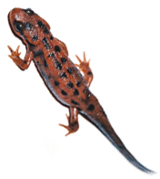 Fire Bellied Newts