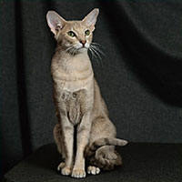 Oriental Shorthair cat breed
