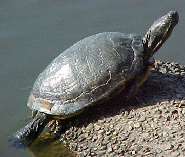 Caring for Your Red-Eared Slider