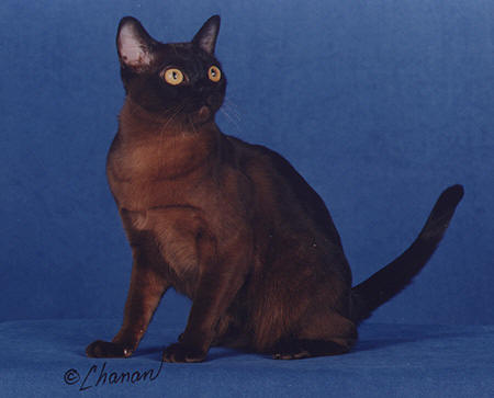Burmese cat breed