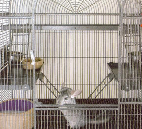 Chinchilla Housing