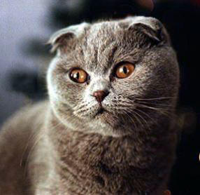 Scottish Fold cat breed