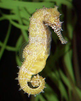 How to Breed a Seahorse