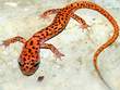 Salamanders and Newts