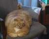 The overweight cat