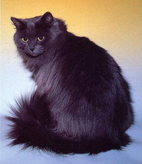 Siberian cat breed