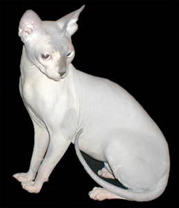 Sphynx cat breed