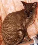 Cornish Rex cat breed