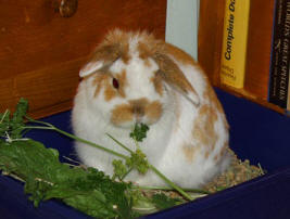 Grooming Pet Rabbits