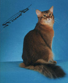 Somali cat breed